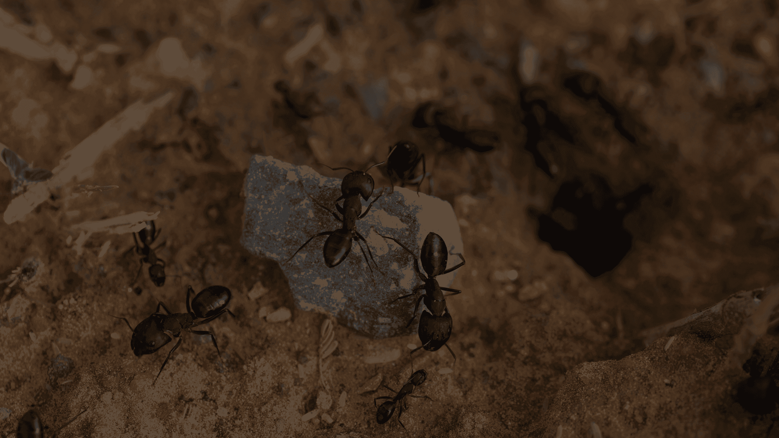 big black ants on a little rock