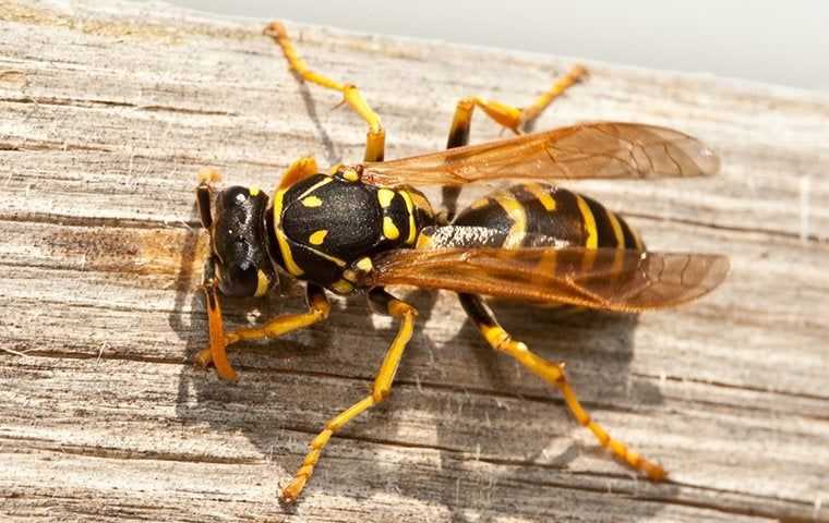 a big wasp up close