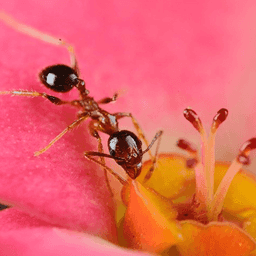 ant on pink flower