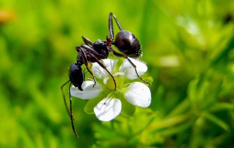 black ant on a white flower