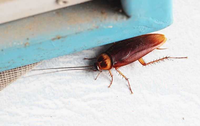 a cockroach trying to hide in a home